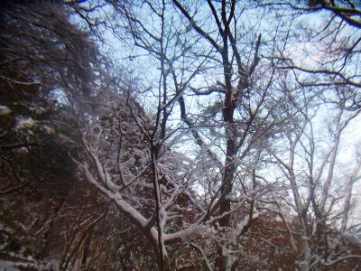 木に雪がついてるけど、国見城址では樹氷があまり期待できない感じだった