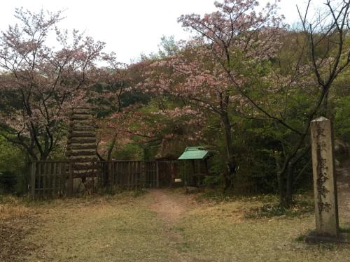 鹿谷寺跡に到着。昨日の雨で桜はかなり散ってた