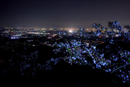 桜と夜景を撮影してみるが結構難しい