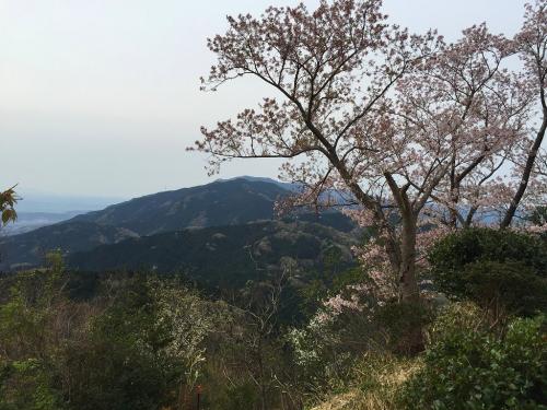桜とバックに大和葛城山