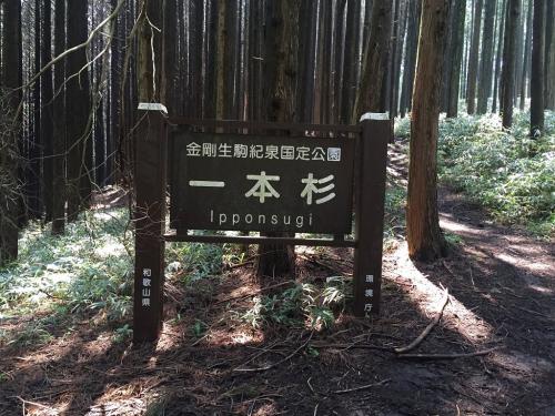 一本杉！！とでかでかとした看板。和歌山県の金剛生駒紀泉国定記念公園の看板はどこもでかでかとしている
